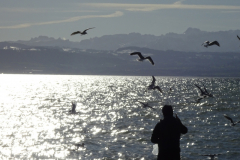 Person_mit_Hund_Friedrichshafen_800