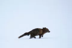 Hoechsten_Fuchs_800