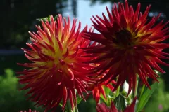Dahlien_2_800