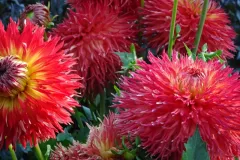 Dahlien_800