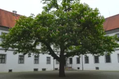 Messkirch_Schloss_Kastanie_Innenhof_800