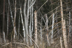pfrunger_ried011