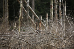 pfrunger_ried012