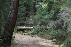 pfrunger_ried013