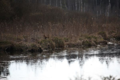 pfrunger_ried017