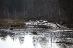 pfrunger_ried018