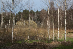 pfrunger_ried022