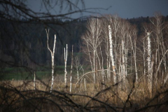 pfrunger_ried024