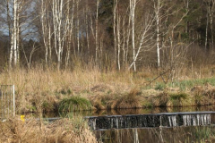 pfrunger_ried026