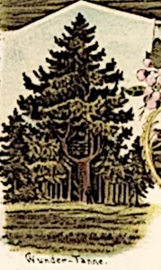 Wundertanne von Ertigen, Ausschnitt, 1898